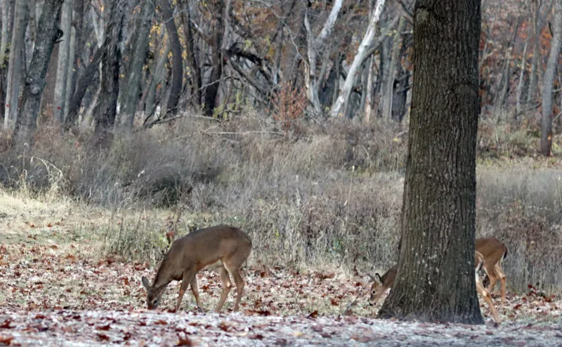 Deer hunters welcome cooler, drier conditions as muzzleloader season starts